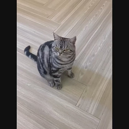LANZADOR DE PREMIOS PARA MASCOTAS